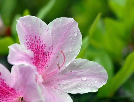 杜鹃花几月开花，杜鹃花什么时候开（不同品种不同时期开）