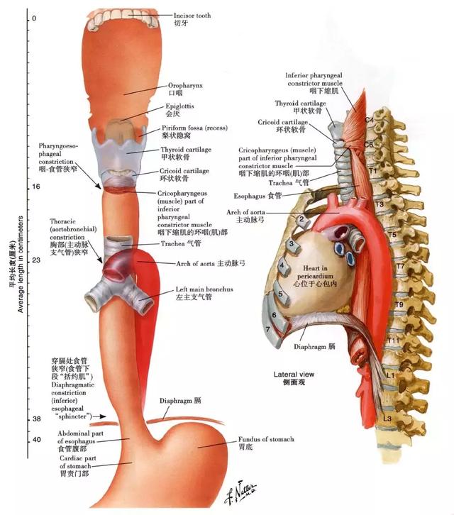 食管齿状线解剖图片