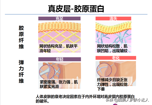 真皮层在皮下多少mm，皮肤解剖层次（皮肤分为几层大家知道吗）