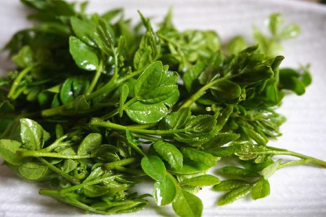 野生白花菜图片，野白花菜的功效与作用与禁忌（20种常见野菜辨别图）