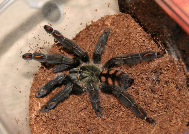 火玫瑰蜘蛛怎么上手,红玫瑰蜘蛛通常能活多久(大型宠物蜘蛛,绝美的捕