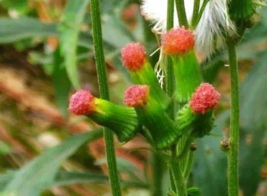 农村野花名称大全，十种好看的野花（你能叫出几种证明你是农村人）