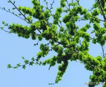 碱蓬菜的功效与作用，碱蓬的功效与作用（山野菜大全）