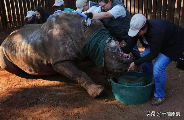狼牙什么属相的人不能佩戴，不适合带狼牙的属相（这5种动物首饰你还敢戴）