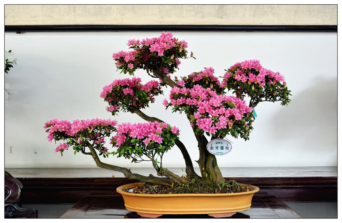 文人式杜鹃盆景(高山杜鹃盆栽技术)-娱宸网