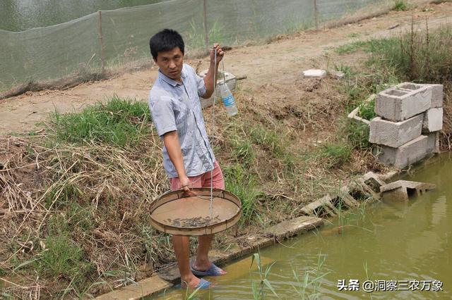 泥鳅在家怎么养活，泥鳅怎么养在家里不死（做好这5个方面的工作养起来更容易成功）