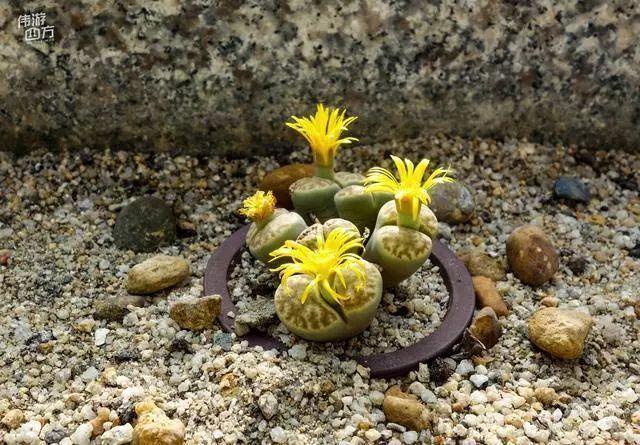 厦门万石植物园里有哪些植物，厦门万石植物园里有哪些植物花（种满多肉的植物园）