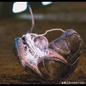 盘点经典科幻片《星河战队》中的阿拉奇尼斯虫族种类