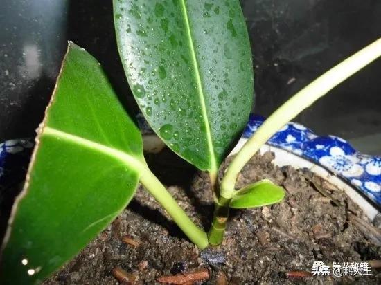 橡皮树的寓意是什么，花匠带你养花之橡皮树养护知识大全