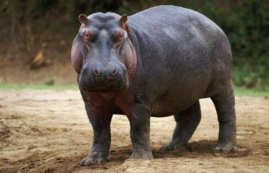 哺乳动物有哪些，世界上哺乳类动物有哪些（哺乳类动物和图片）