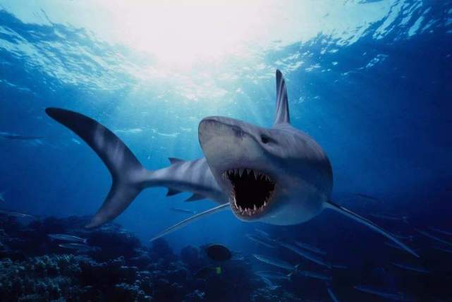 如前所述,所有鲨鱼的共同体征是皮肤上带有砂纸一般的齿状鳞片,叫做皮