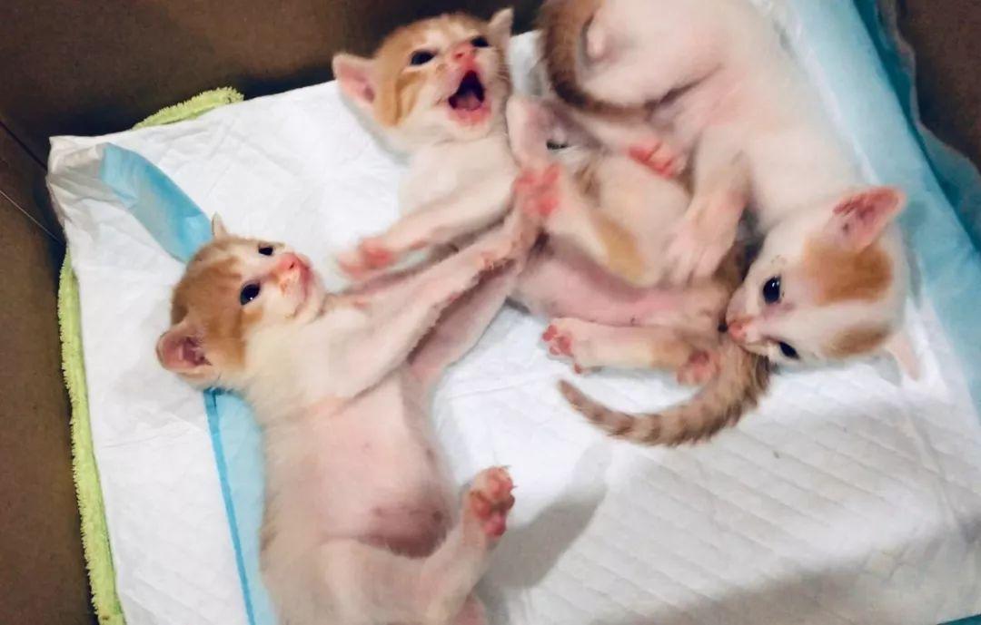 猫咪爱咬人怎么办(猫咪抓人咬人屡教不改怎么办)