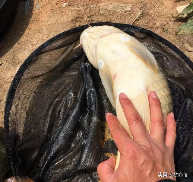 超诱和速攻一样吗，超诱可以代替速攻吗（一定要投其所好才能尽快将其诱进窝）