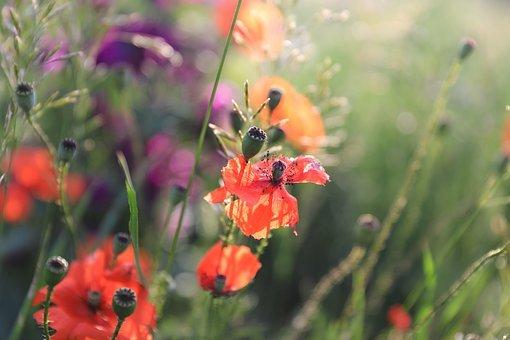 双子座和金牛座配吗，摩羯座和十二星座配对表（金牛座跟十二星座恋爱）