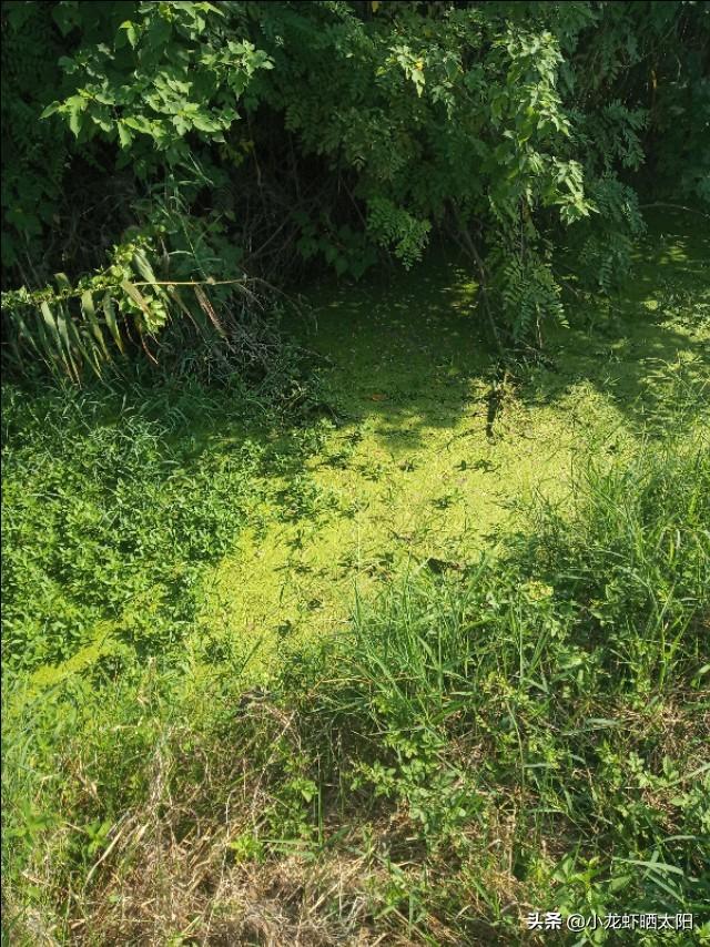 自己在家怎么养小龙虾，自己在家怎么养小龙虾苗（不买任何饲料投喂小龙虾）