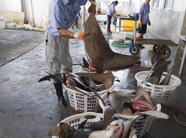 鱼翅汤怎么做，做鱼汤怎么做好吃（600元一碗鱼翅汤）