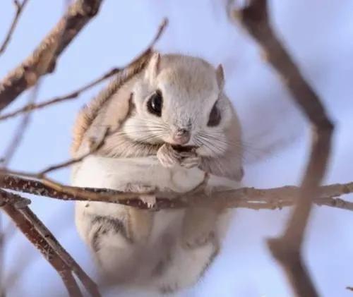 寒号鸟是种什么动物，寒号鸟是种什么动物百度百科（它们可不是鸟类）