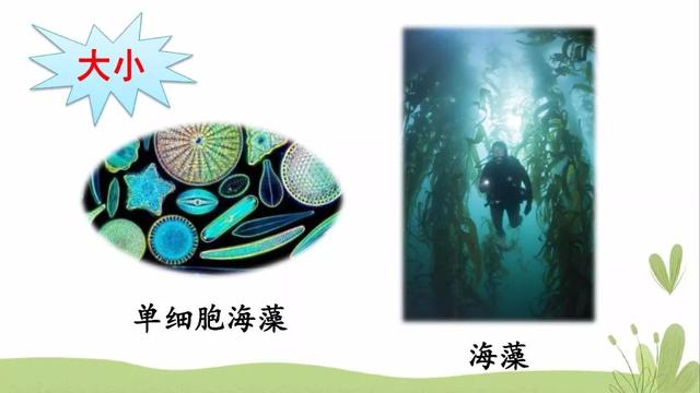 海底有哪些丰富的物产，海底有哪些丰富的物产和特征（部编版三年级下册第23课《海底世界》图文讲解）