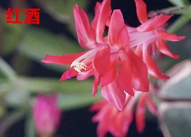 蟹爪兰图片，蟹爪兰你不知道的品种（蟹爪兰支架图片大全）