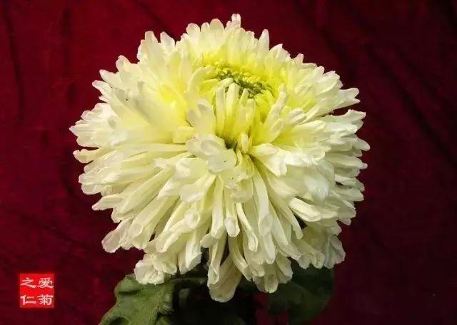 世界最美菊花80种太美了，金秋十月赏菊花——世界最美菊花80种送给您