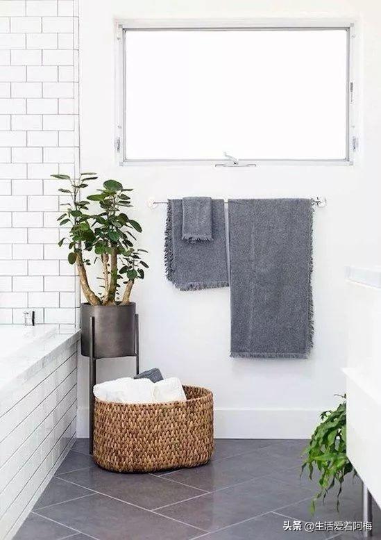 霸王芋，卫生间潮湿、发霉、不通风（霸王芋的养殖方法和注意事项）