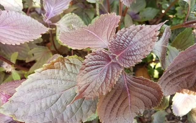 薄荷香料的做法大全，带你认识40款香料及各种底料炖料配方