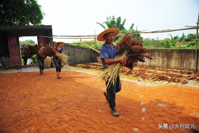 高粱是什么东西，为啥种植的农民越来越少了