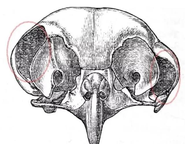 养雪鸮犯法吗，宠物雪貂多少钱一只（猫头鹰的构造原来这么奇葩）