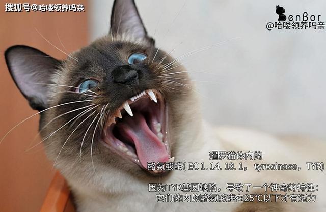 暹罗国是哪个国家（猫界变色龙：暹罗猫）