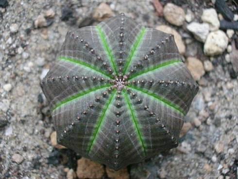 神奇的植物有哪些，世界上最神奇的植物（十种奇特的自然界植物）