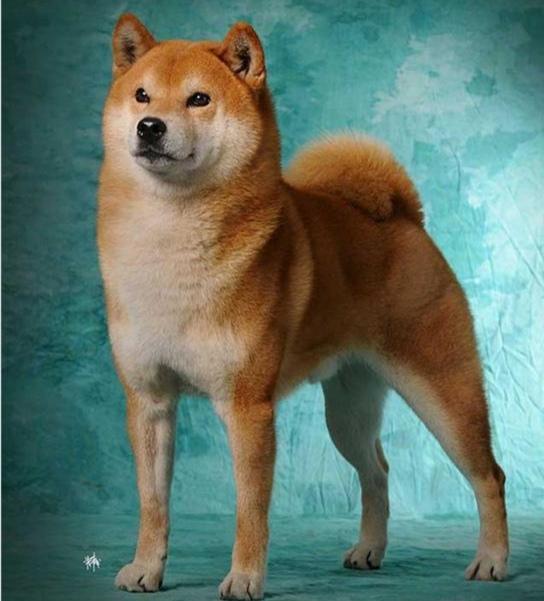 柴犬是小型犬吗，秋田犬和柴犬的区别是什么哪一个贵（柴犬的基本特征）