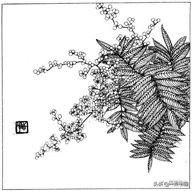 简笔画报花名：手绘铅笔画“白杜鹃花”画法，简笔画报花名（百花苑——白描百花分享<一>）