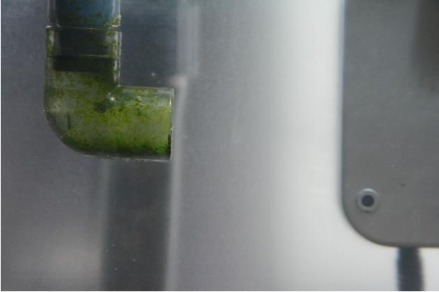 水族箱藻类有哪些，水族箱藻类有哪些图片（10分钟看懂10大水藻及去除方法）