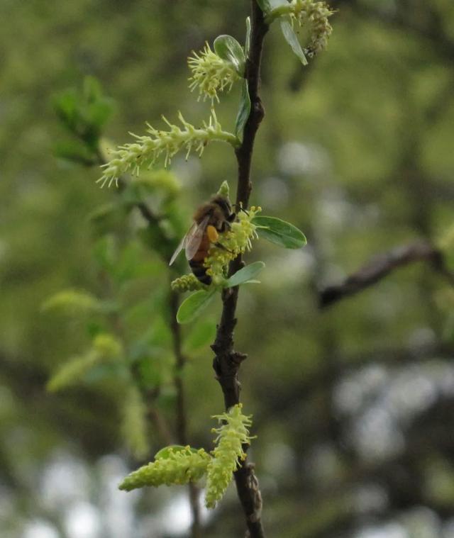 先有花朵还是先有采花的蜜蜂，蜜蜂是采蜜还是采花（采蜜昆虫和蜜源花卉是一对绝配）