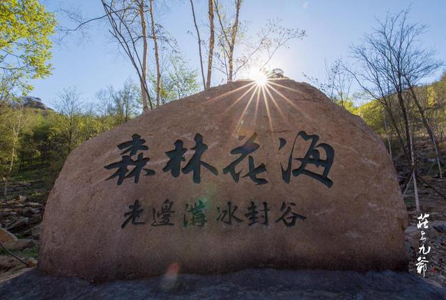 映山红和杜鹃花的区别，映山红和杜鹃花的区别是什么（红杜鹃、映山红、金达莱）