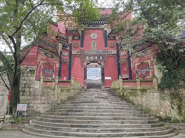 黄葛树和黄桷树的区别，黄葛树（黄葛树图片）