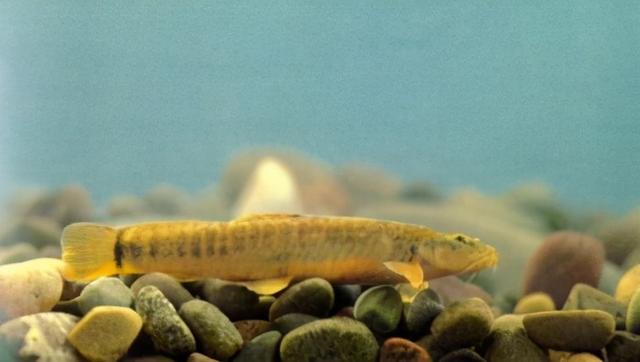 淡水观赏鱼种类，淡水观赏鱼的种类大全！（中国淡水观赏鱼图集<一>）