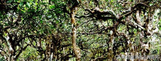 普洱茶的产地，普洱茶的产地哪个最好（普洱茶的产区、山头、村寨如何区分）