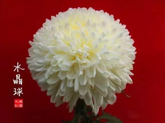 世界最美菊花80种太美了，金秋十月赏菊花——世界最美菊花80种送给您