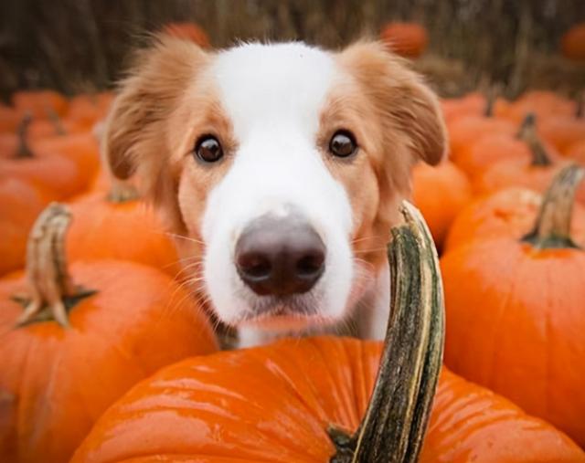 泰迪可以吃香蕉吗，3个月泰迪可以吃香蕉吗（狗狗可以吃的15种人类食物）