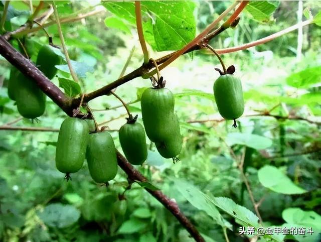 稠李，稠李树，盘点东北独有的野生水果（稠李树图片大全）