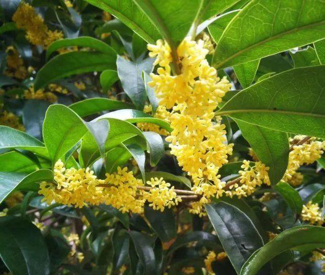 关于桂花的资料，桂花的资料（满园飘逸桂花香）