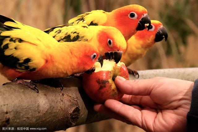 玄凤鹦鹉会说话吗，玄凤口哨教材mp3（想养中型鹦鹉不知道养什么品种）
