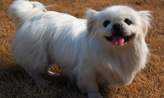 北京狗，北京犬，享尽荣华富贵的中国犬（北京狗场基地在哪里）