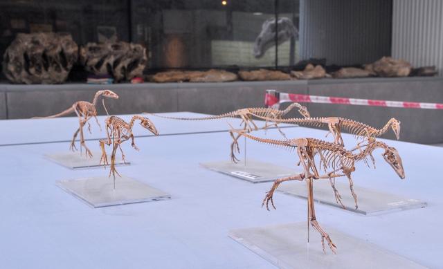 恐龙有一种叫美颌龙的种类吗，有一种恐龙叫什么嘴龙（“迷你恐龙”家族添最小成员）