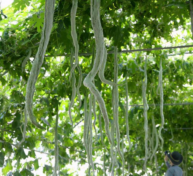 蛇瓜（蛇瓜种植技术，1株够吃大半年（蛇瓜哪里产的）