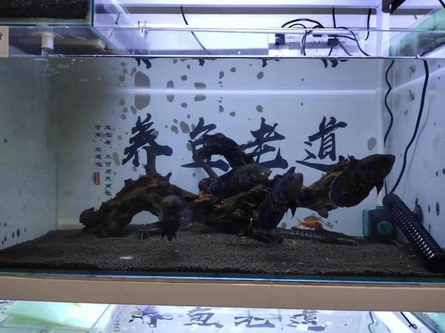 地图鱼为什么会伤痕累累，地图鱼吃小鱼吗（鱼缸养了四条地图鱼水质就浑浊了）