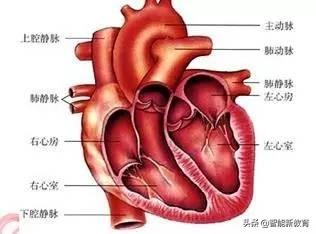 反射弧包括哪五个部分，反射弧的五个组成部分（七年级下册生物期末考试复习提纲）