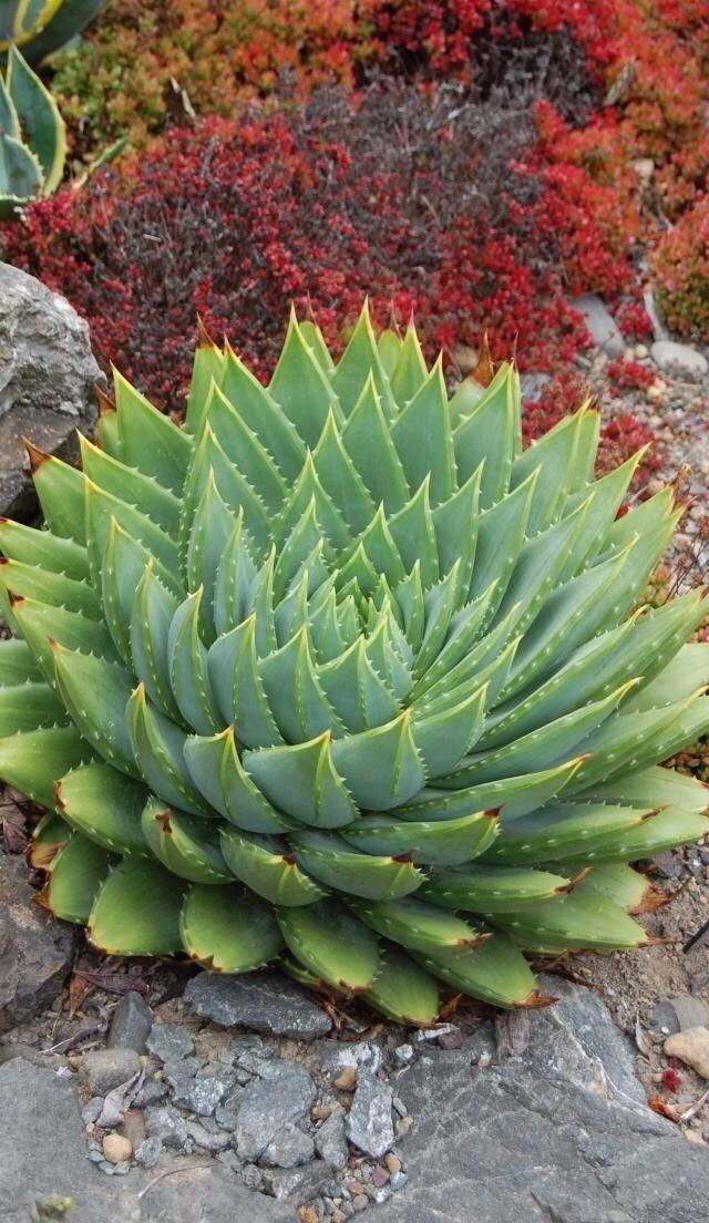 queen♛微信昵称（女王）网名，queen♛微信昵称（女王）微信昵称（多肉界的七大“女王”）