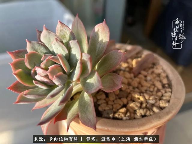多肉植物图片，感恩相遇，余生相互关照（若绿多肉植物图片）